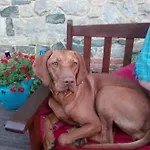 Pacovka Chynov